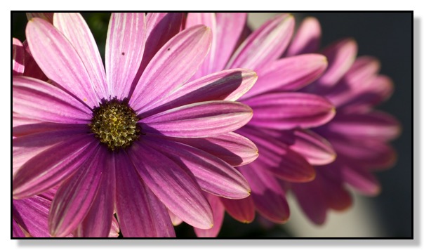 3D Daisy, flower, macro
