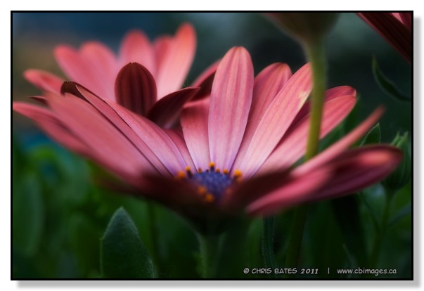 African Daisy Osteospermum macro flower close up