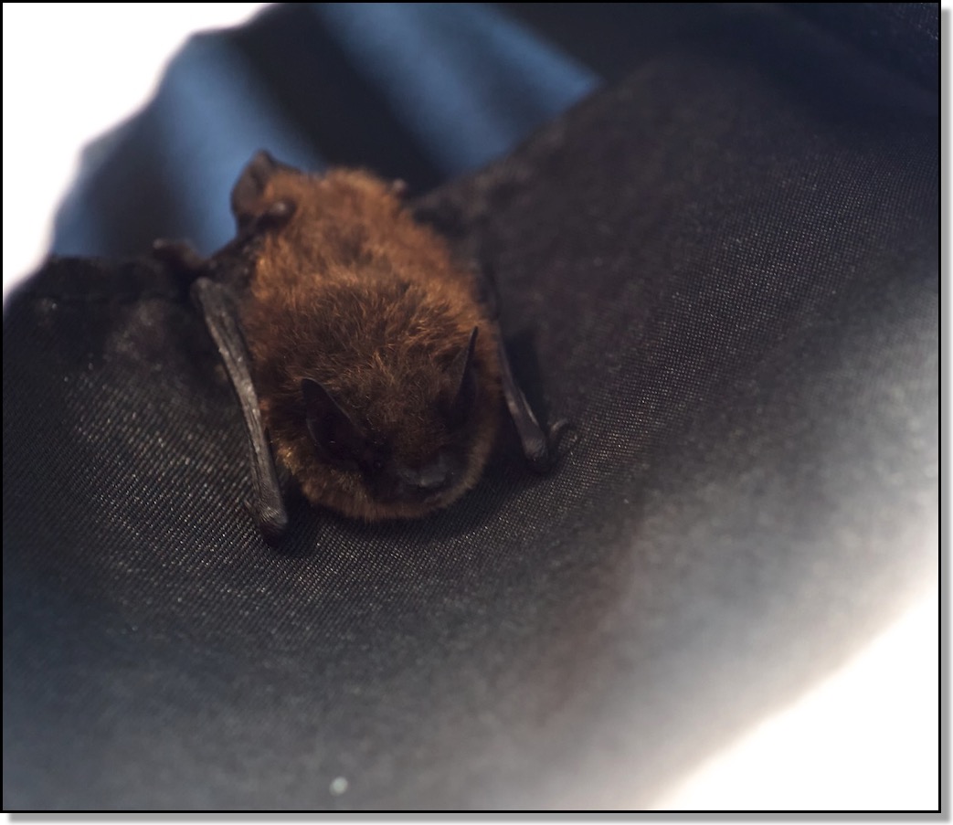 Bat in Umbrella