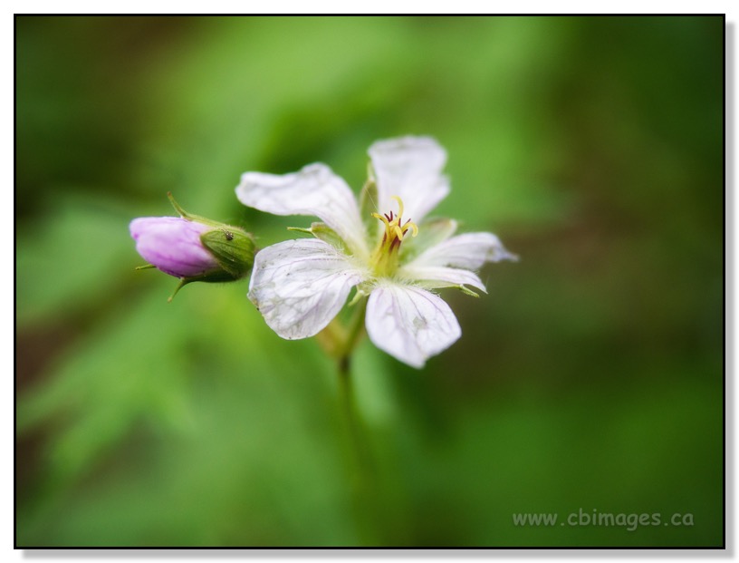 Big Hill Springs Macro