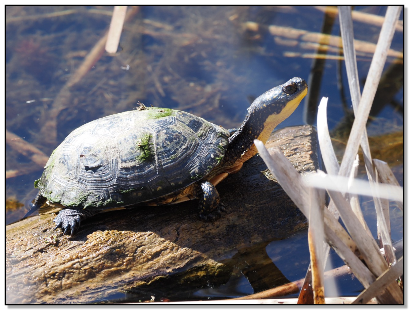 Blanding's Turtle