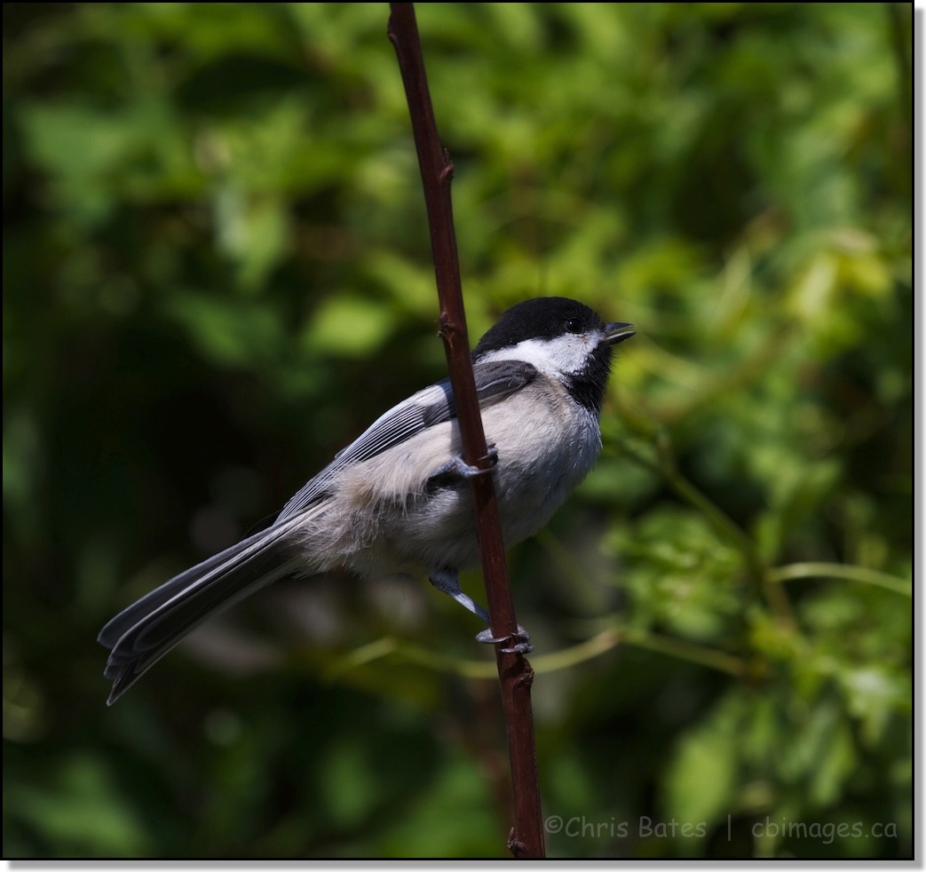 Chickadee Surprise © Chris Bates 2013