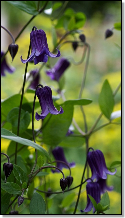 clematis Chris Bates Photography Red Deer Alberta Canada nature flower macro