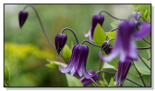 clematis Chris Bates Photography Red Deer Alberta Canada nature flower macro