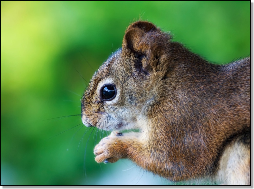 Feeding Squirrel II