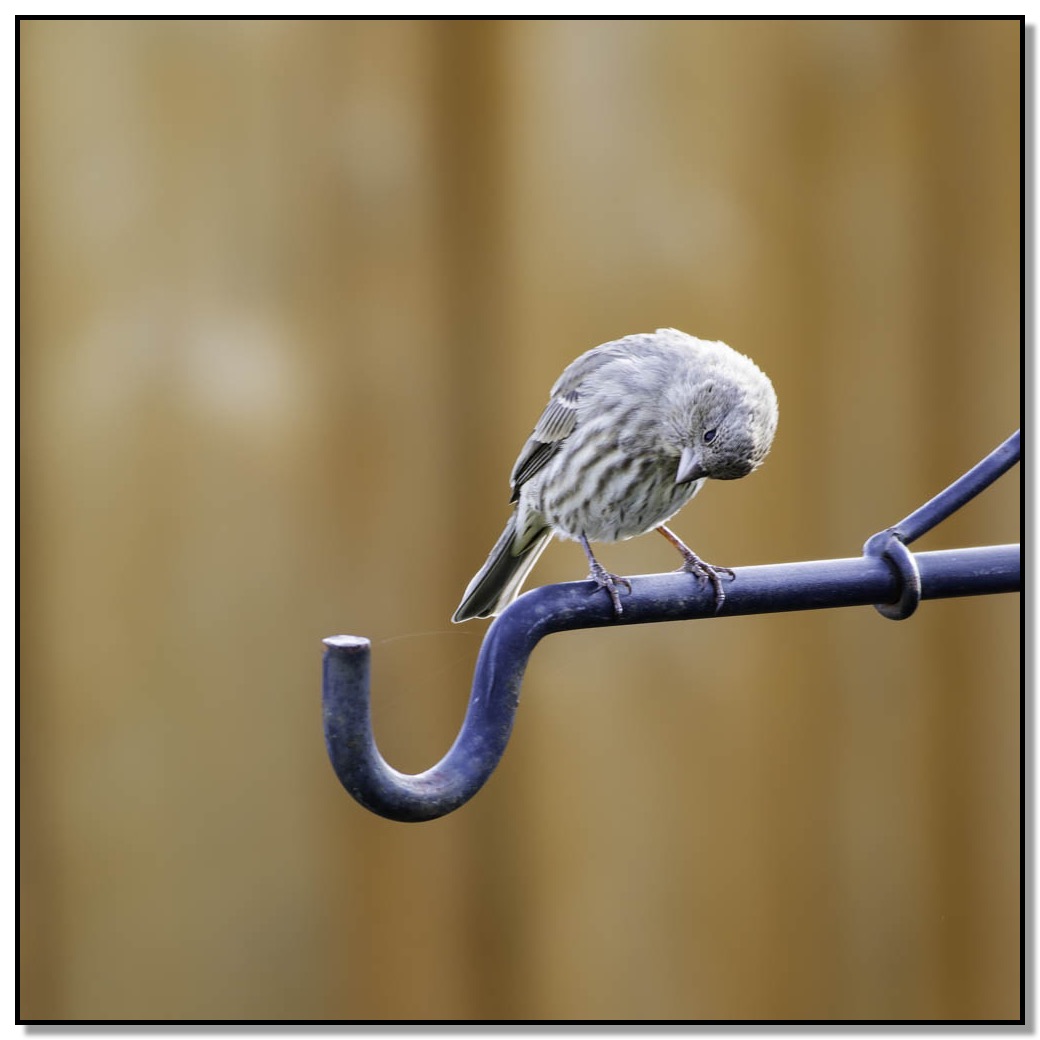 Female House Finch-2