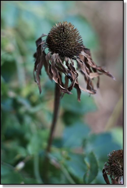 Chris Bates Photography, Red Deer, Alberta, Canada, nature, frost bitten, wilted flower, decay