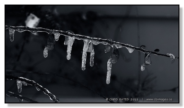 Melting Ice Garden Plant