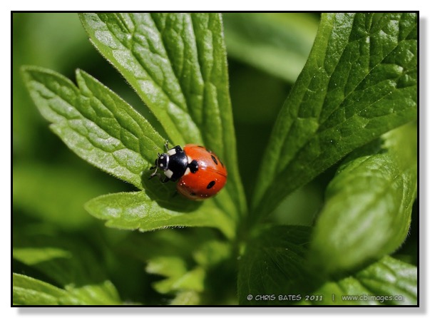 Ladybug on Leaf macro ladybug Alberta Canada