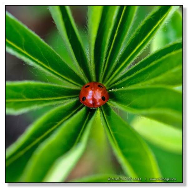 Ladybug Lupin Time Warp illusion backyard nature
