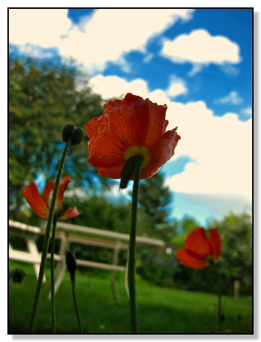 Poppy, Macro, Chris Bates Photography, Red Deer, Alberta, Canada