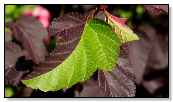Chris Bates Photography nature leaves fall ninebark Red Deer Alberta Canada
