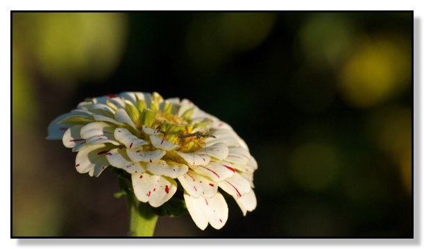Zinnia, Mosquito, Red Deer, Alberta, Canada, Chris Bates Photography