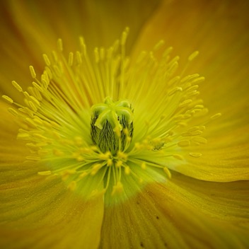 Close up Poppy.jpg