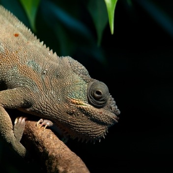 Chameleon.jpg