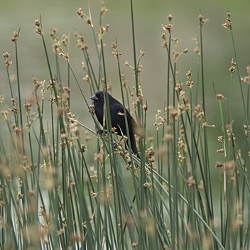 Red Wing Blackbird.jpg