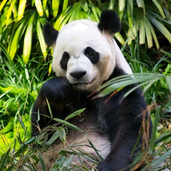Calgary Zoo Panda.jpg