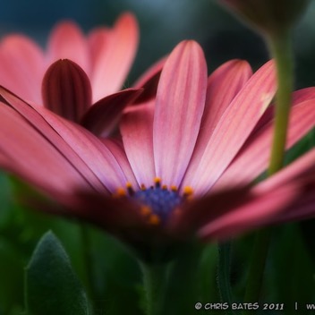 African Daisy.jpg