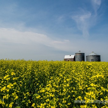 Canola Fields.jpg